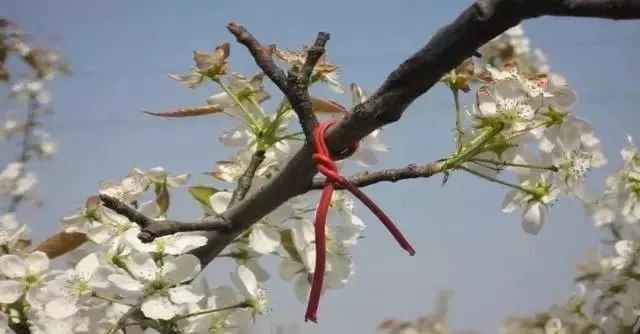 黄金梨高产栽培技术梨树论坛,梨树高产秘方