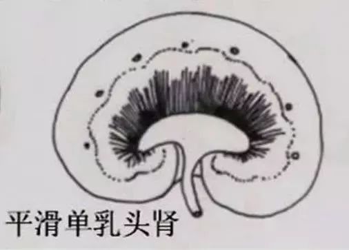 马匹解剖学视频教程,马匹解剖学基础特征