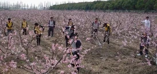 果树盆栽施肥技术,果树滴灌施肥技术视频