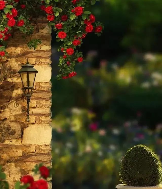 如何给藤本月季打造一面花墙,藤本月季种几棵才能出花墙的效果