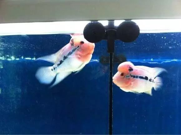 蛇纹罗汉鱼苗怎么挑选,鸿运罗汉鱼苗挑选视频