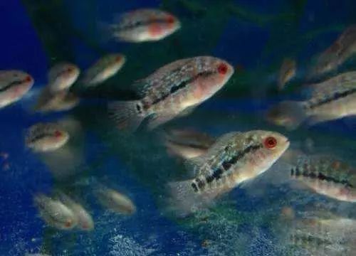 蛇纹罗汉鱼苗怎么挑选,鸿运罗汉鱼苗挑选视频