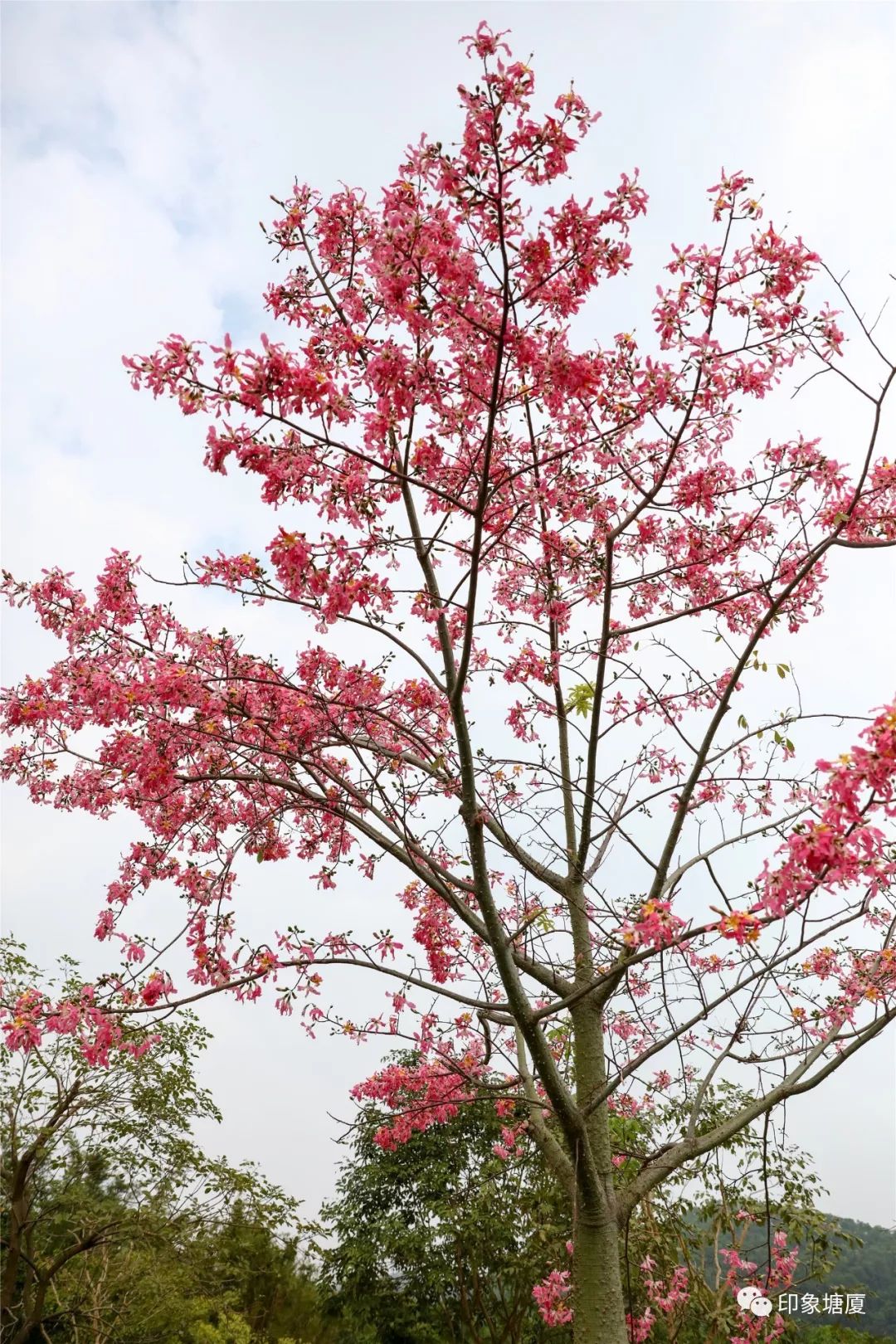 秋意浓浓风景如画的地方,塘厦风景好的地方
