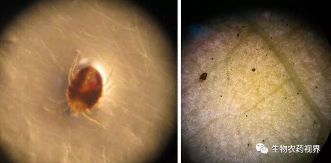 新朝阳植物源杀螨剂“PLACARY（金螨意）”进军韩国有机农业市场