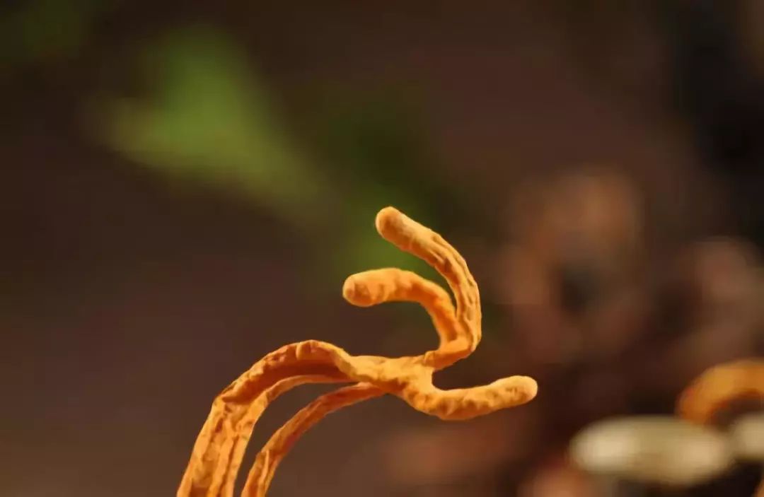 冬虫夏草踢出保健品,中央台曝光冬虫夏草踢出保健品