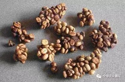 养这种猫偷偷发大财，猫便便卖到高档咖啡馆，居然有人喜欢！