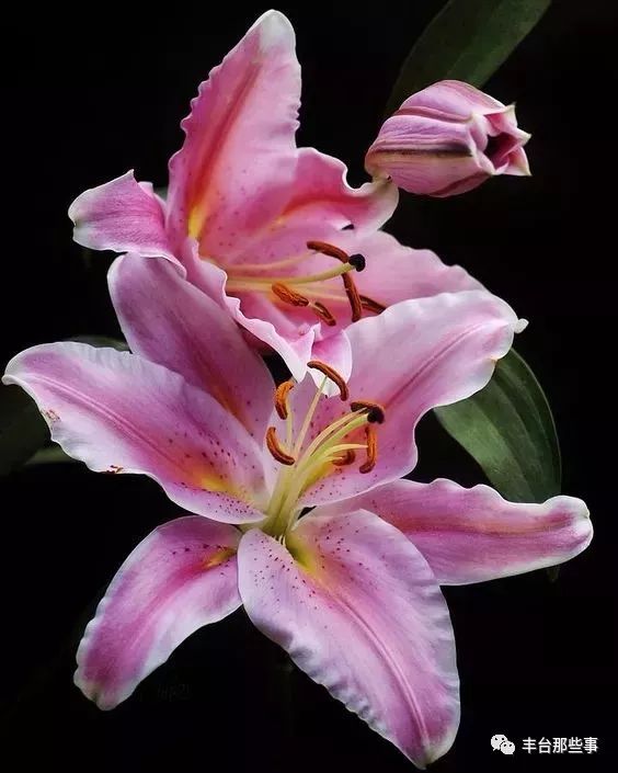 什么花有毒不能放在卧室里面呢,一帆风顺的花有毒吗适合卧室养吗