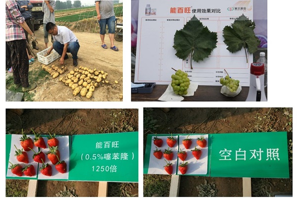 千家经销商牵手能百旺辉丰股份用领先的生物技术和产品助推大健康农业发展