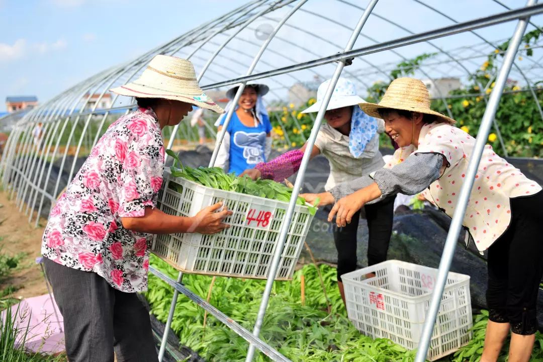 鍏ㄥ浗浼樼鍐滄皯涓撲笟鍚堜綔绀剧ず鑼冪ぞ,鍩哄眰鏈嶅姟鏍囨潌
