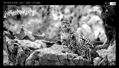 摄影师盗图获奖视频,摄影师盗图资格