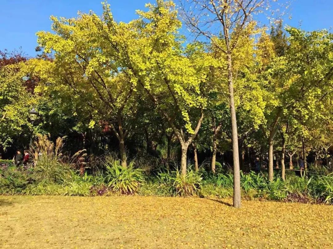 满城尽带黄金甲最美画面,满城尽带黄金甲拍摄地风景