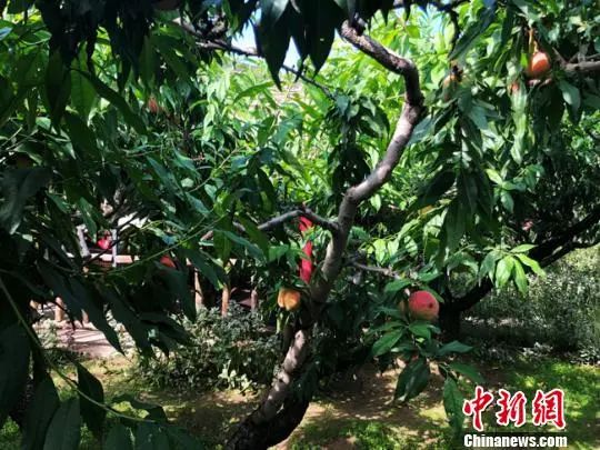 桃胶燕窝真的可以美容养颜吗,桃胶雪燕真的有营养吗