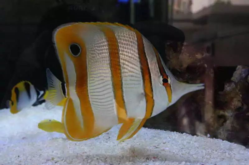 海水小百科紫月神仙鱼,海水小百科扁脑珊瑚