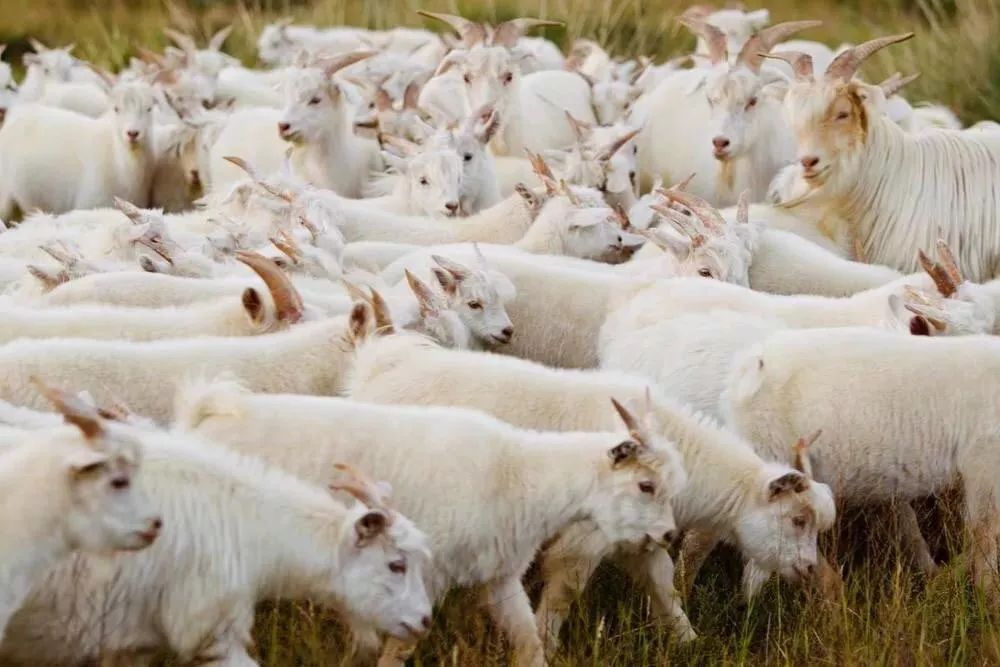 阿尔巴斯山羊绒围巾,阿尔卑斯山羊绒围巾