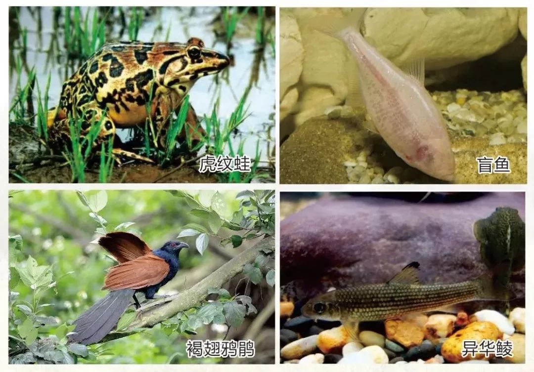 去哪冬游最嗨皮？公示中的广西19家生态旅游示范区不错！