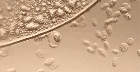 鍐呰。闄よ弻鍑濋湶,鎶戣弻鍐呰。鍑濋湶