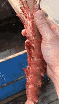 渔家女朋友圈直播,渔家女海鲜直播