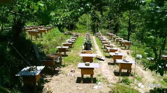 甜入心的宁陕“海棠蜜”……