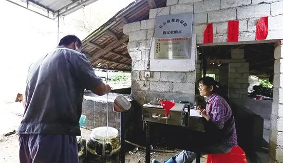 海南人“保护橡胶树”小游戏来了!看你能打多少分?你还会有这些收获……