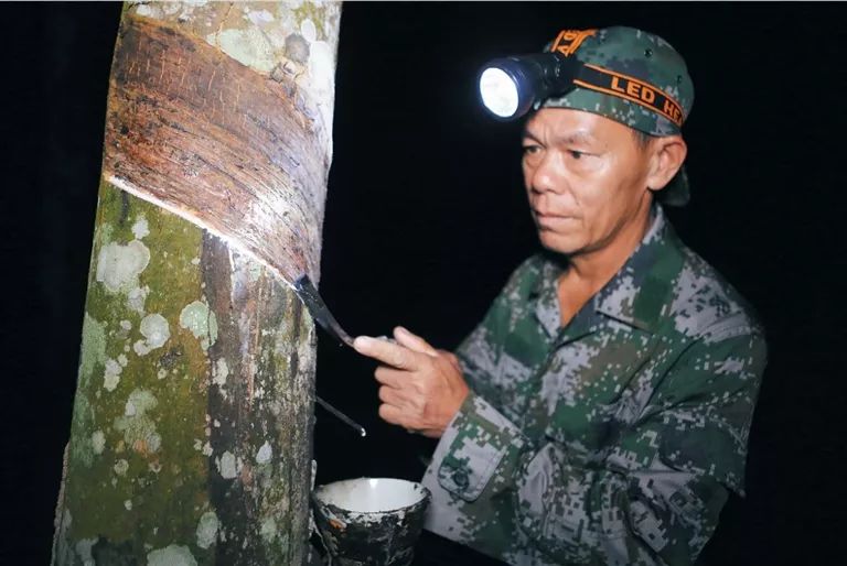 海南人“保护橡胶树”小游戏来了！看你能打多少分？你还会有这些收获……