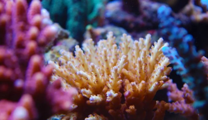 海缸攻略,所有人的终极目标