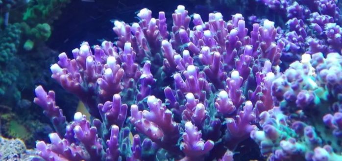 海缸攻略,所有人的终极目标