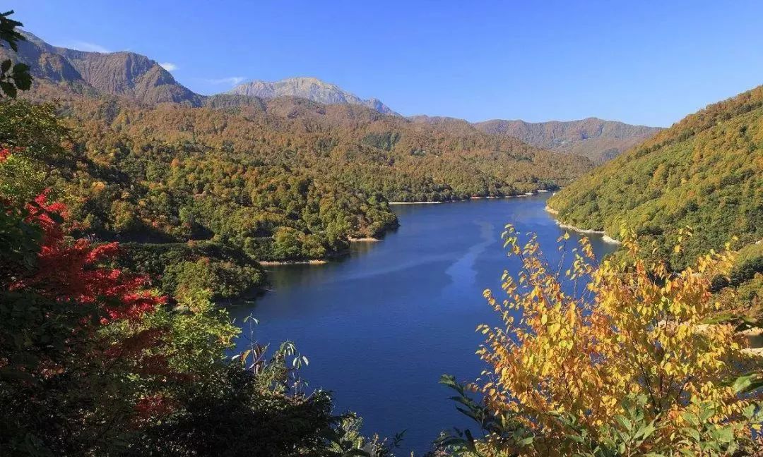 越光大米评测,日本新潟越光大米