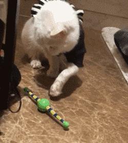 猫被领养后的真实生活,收养一只流浪猫几个月了野性难改