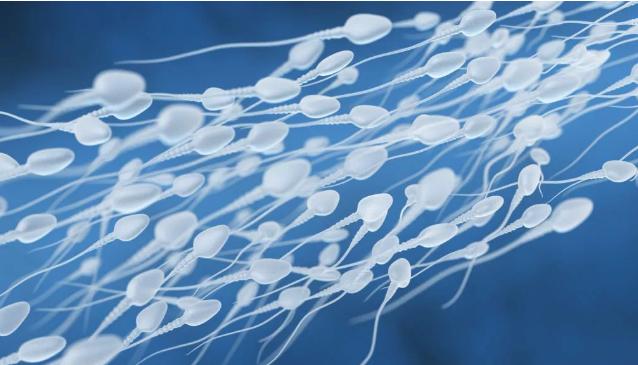 让精子“打结”的下一代避孕药物，能取代激素吗？