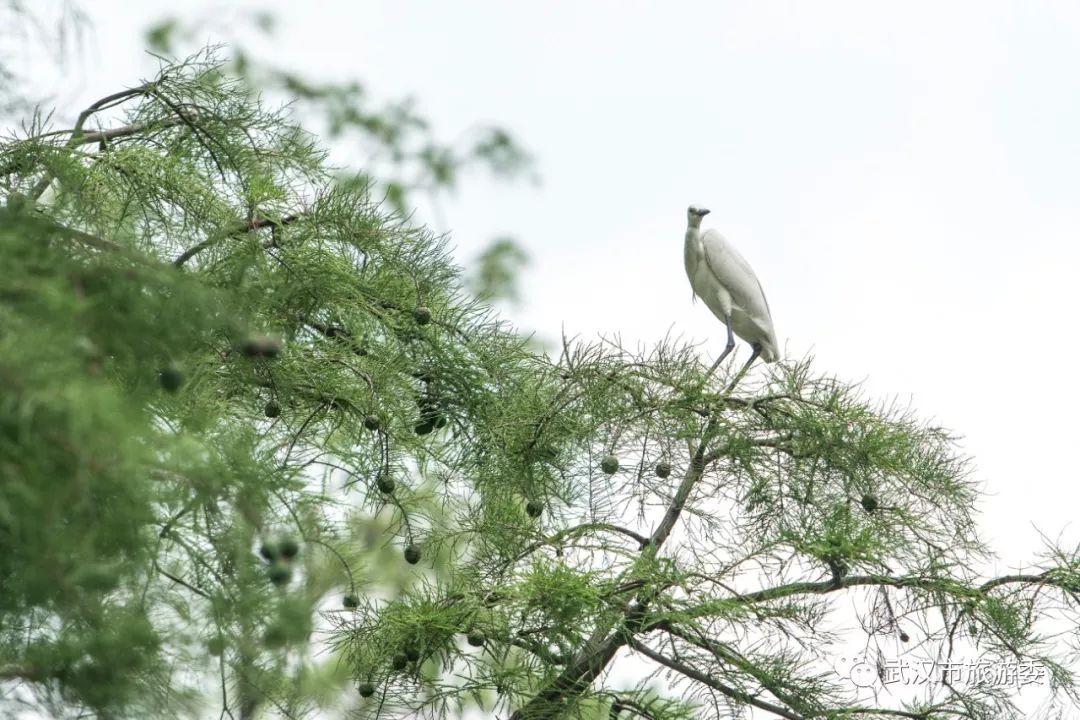 武汉市观鸟最佳的湿地公园,武汉湿地公园鸟类