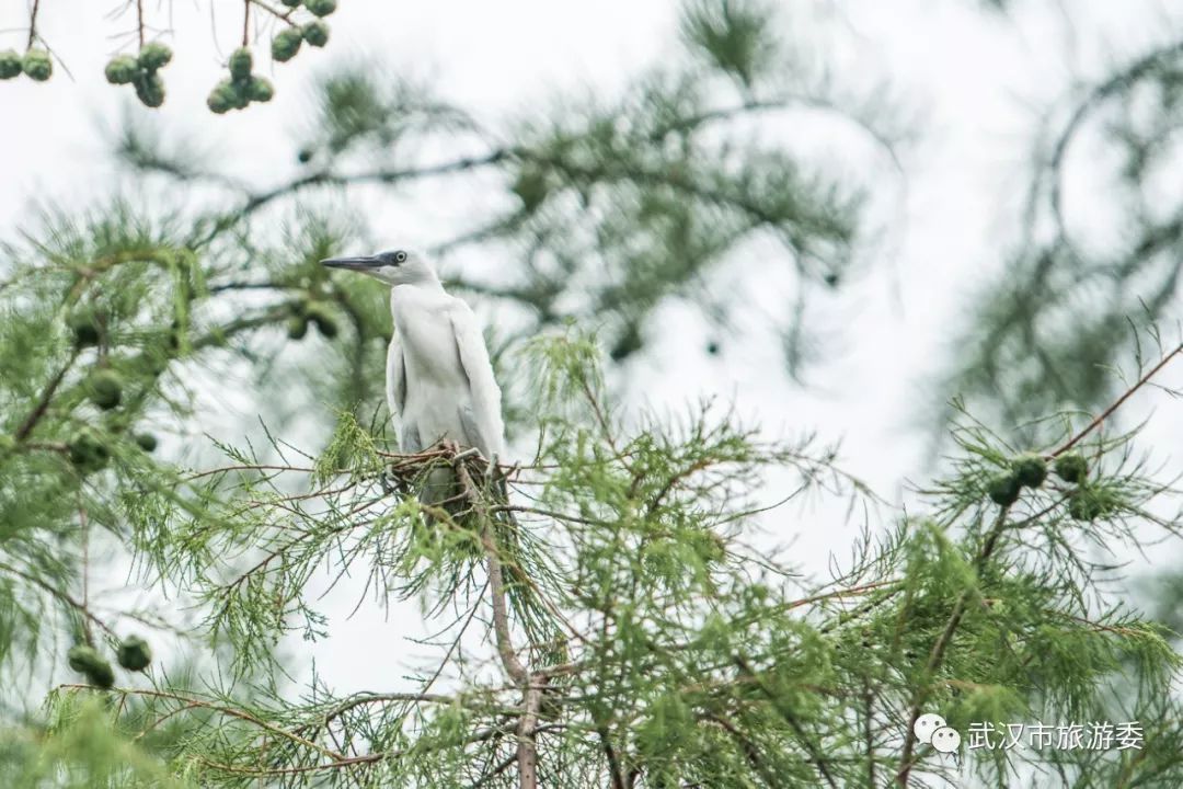 武汉市观鸟最佳的湿地公园,武汉湿地公园鸟类