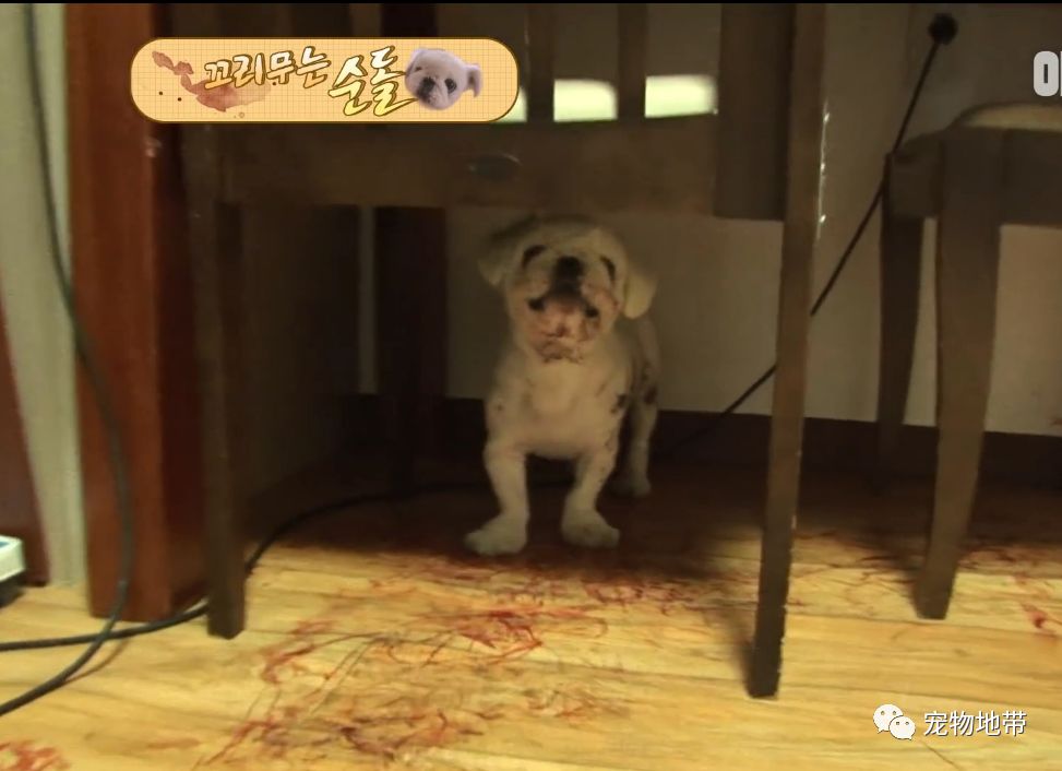 狗狗狂咬自己尾巴就算流血也不管病因让人意思不到