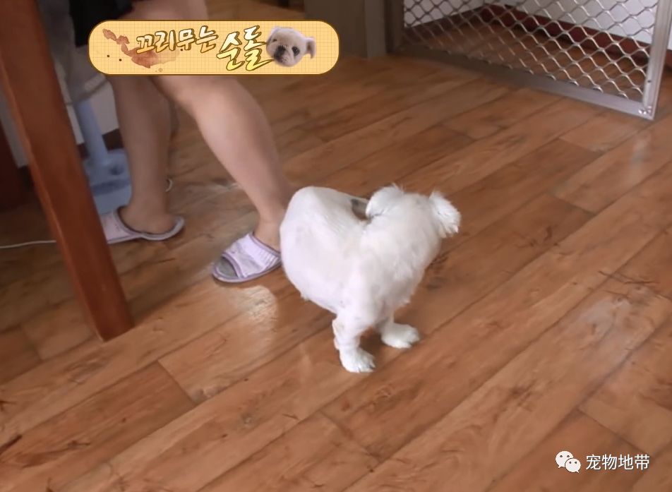 狗狗狂咬自己尾巴就算流血也不管病因让人意思不到