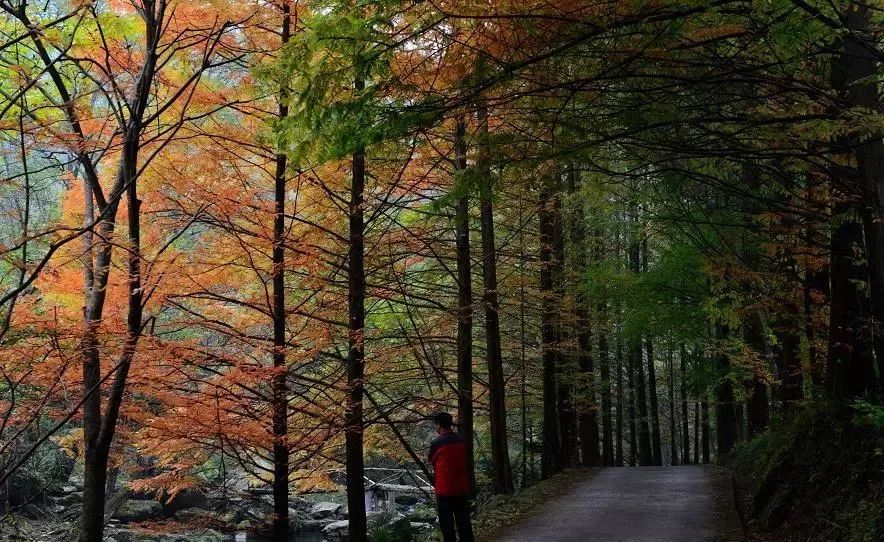 有了绿牌还能拥有大牌,有了绿牌再去拍蓝牌