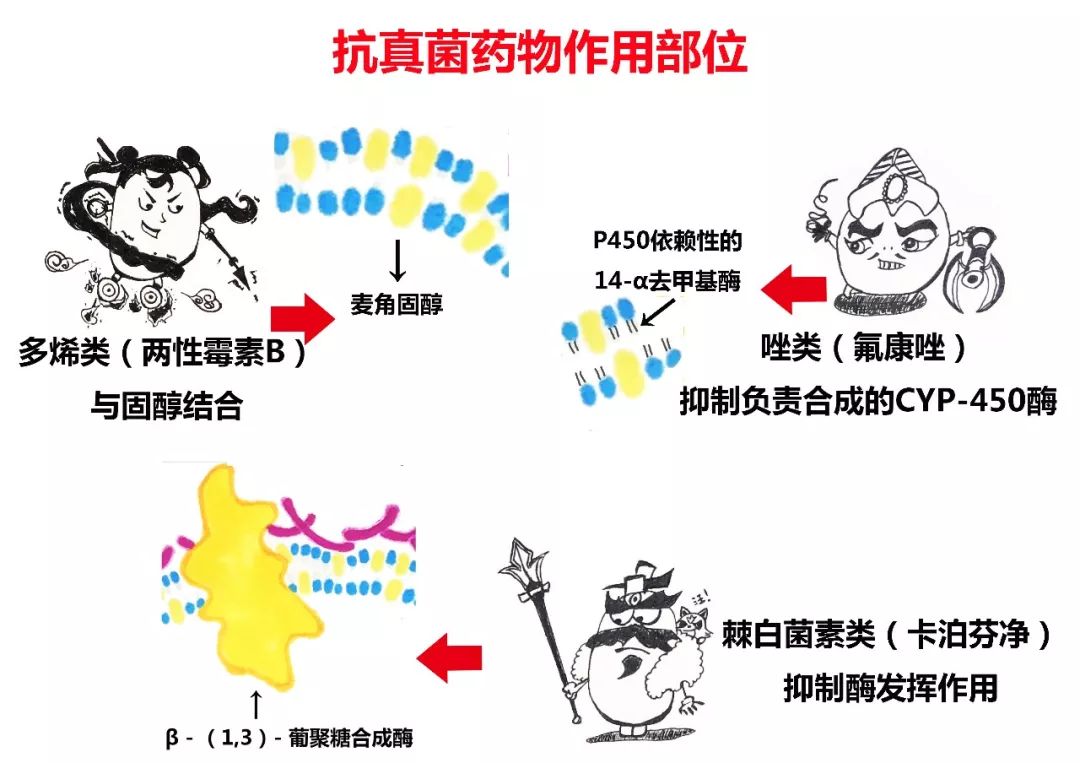 隐球菌治愈率高吗,隐球菌治好贵不贵