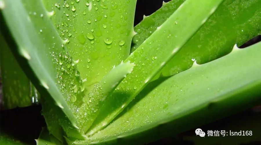 神奇芦荟胶,扒一扒传说中的美白利器