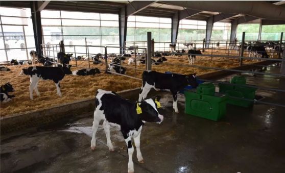 养牛喂多少料牛能长一斤,养牛100斤干草加多少水