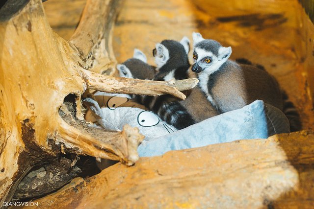 成都怎么玩一天一夜,如何在成都耍一天