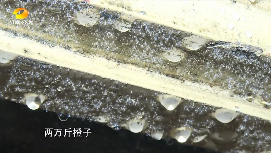 麻阳冰糖橙老人,怀化老人卖橙子