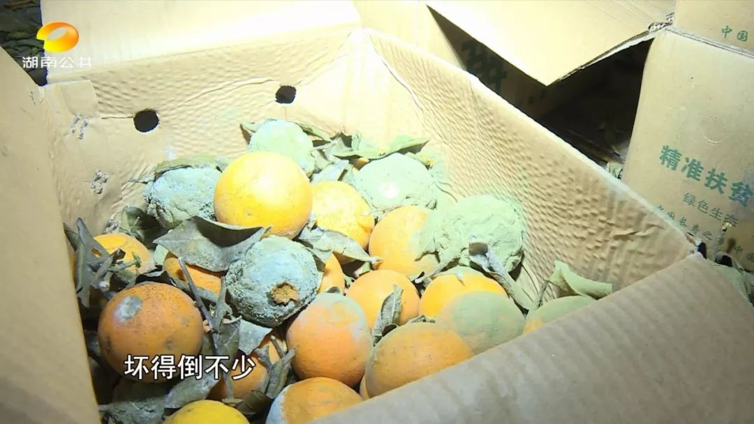 麻阳冰糖橙老人,怀化老人卖橙子