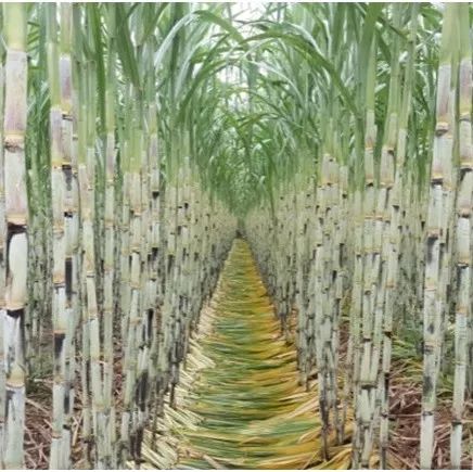 石蟆橄榄节,2019年石蟆广场橄榄节