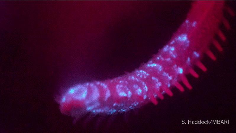 Nature：2018年度图片揭晓，中国克隆猕猴入选