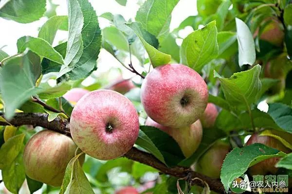 8月12日农产品批发价格,5月11日农产品批发价格