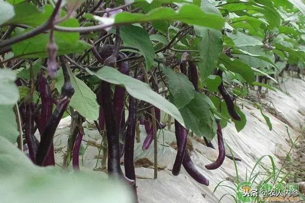 8月12日农产品批发价格,5月11日农产品批发价格