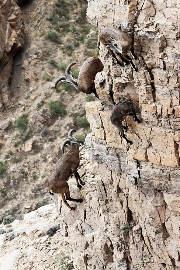 作为内蒙人，山羊这么牛的生物，竟然不了解？