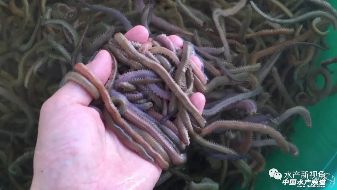 白虾vs沙蚕,虾蚕共生养殖技术