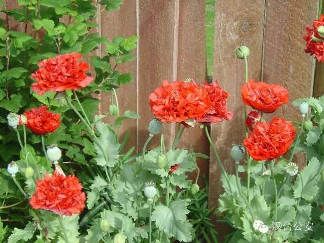 检测吸毒需要多少毛发,检测吸毒尿液几道杠是阴性