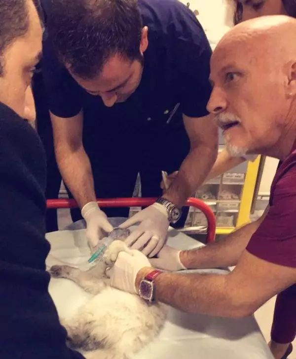 如何解决猫咪铲屎问题,当铲屎官犯二时猫咪在想什么