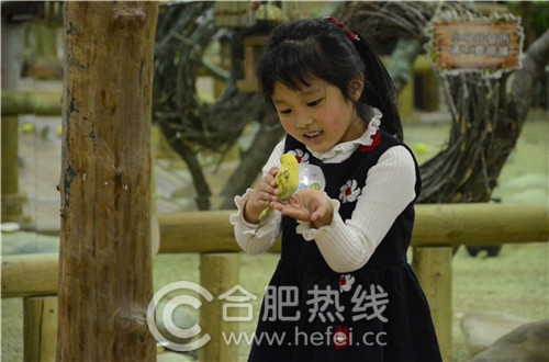 玛塔塔动物王国合肥,马塔塔动物王国室内