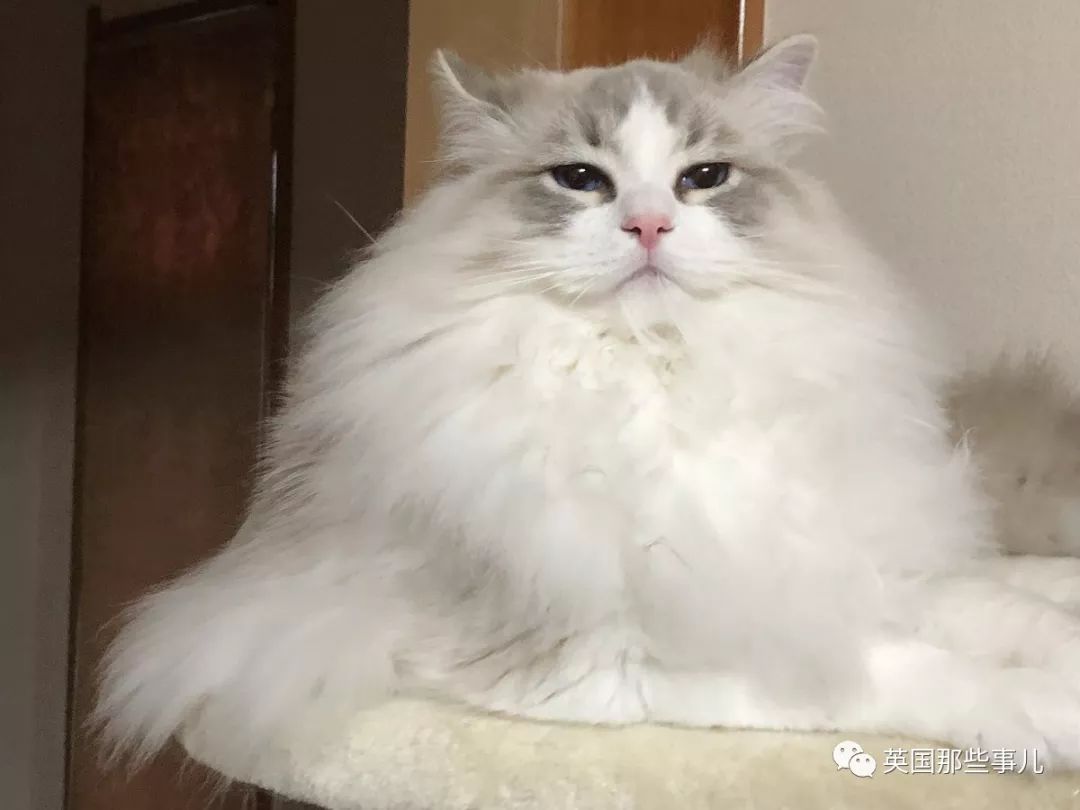 2018年在日推上“青史留名”的喵星人，引起舒适！